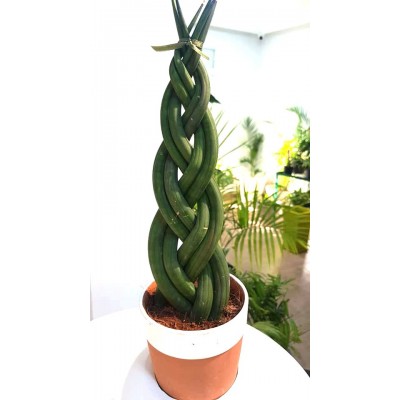 Sansevieria cylindrica tressé