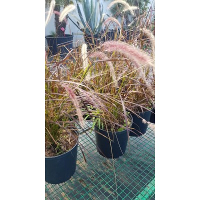 Pennisetum pourpre (الثيوم الأحمر)