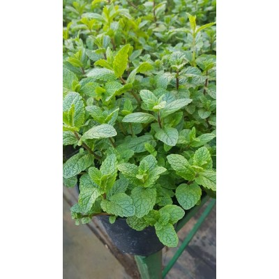 Menthe (النعناع)