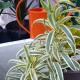 dracaena variegata