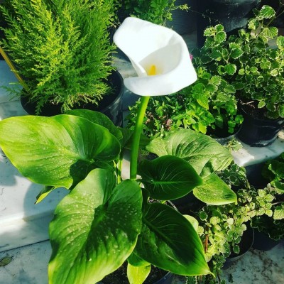 Arum zantedeschia (أذن الفل البيضاء)