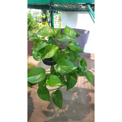 Pothos  en suspension ( البوتس المعلق )