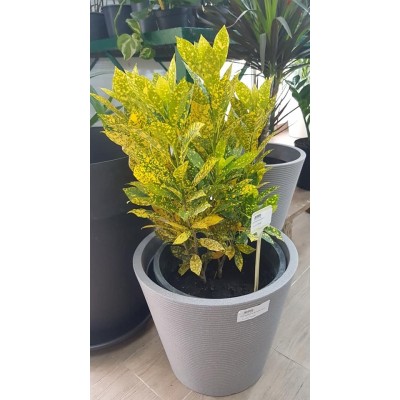 CROTON GOLD (الكروتون الذهبي)