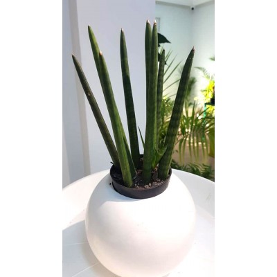 Sansevieria cylindrica (الذلب الإسطواني)