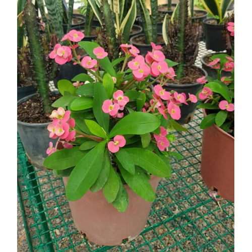 Euphorbia milii Rose (فربيون شوكة المسيح)
