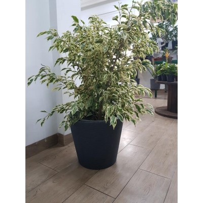 Ficus Starlight