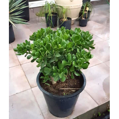 Crassula (الكرسول)