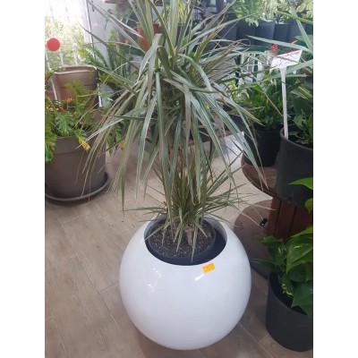 Dracaena bicolor (دراسانا ثنائية اللون)