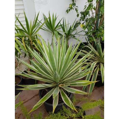 yucca golden sword