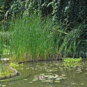 Gramin&eacute;es & Aquatiques