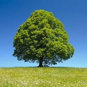 Arbres