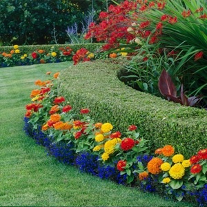 Plantes de bordure
