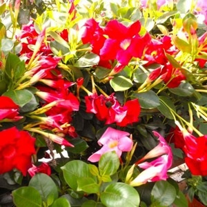 Plantes fleuries