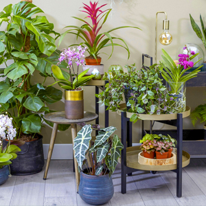 Plantes d&rsquo;int&eacute;rieur