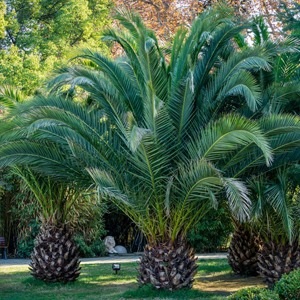 Palmiers
