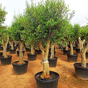 Plante grand sujet
