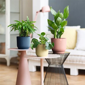 Pot d'int&eacute;rieur