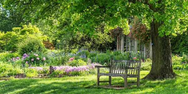 Comment choisir un arbre pour son jardin en Tunisie ? 7 critères à connaître avant d’acheter