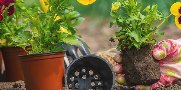 Comment choisir un pot de fleurs adapté à sa plante ? Taille, matière et drainage