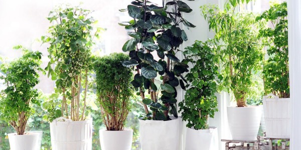 Plantes d’intérieur en Tunisie : lesquelles choisir et comment les entretenir ?