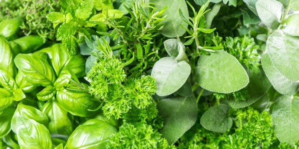 Quelles plantes aromatiques cultiver chez soi en Tunisie ?