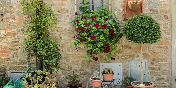 Quelles plantes choisir pour un jardin en Tunisie ? Guide selon le climat et l’exposition
